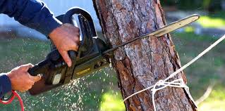 Best Tree Maintenance Programs  in Overland, MO