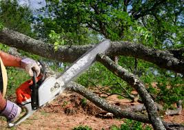 Best Emergency Tree Removal  in Overland, MO