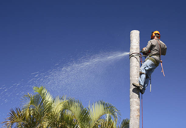 Best Tree Removal  in Overland, MO