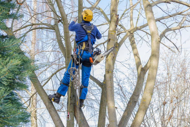 Best Hazardous Tree Removal  in Overland, MO