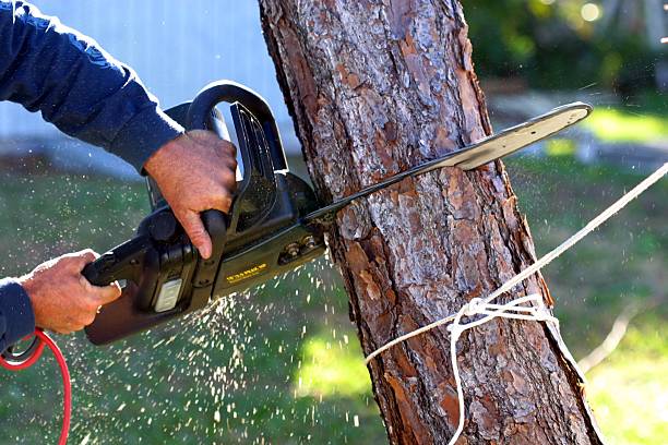 Best Stump Grinding and Removal  in Overland, MO