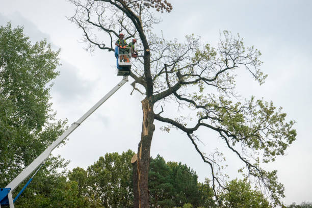 Best Tree Disease Treatment  in Overland, MO