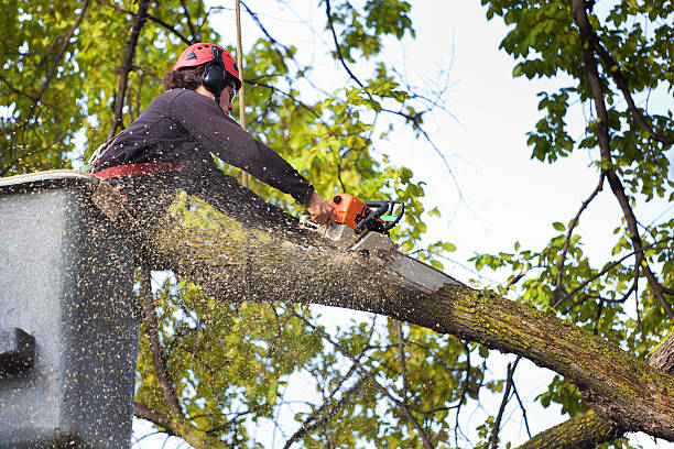 Best Palm Tree Trimming  in Overland, MO