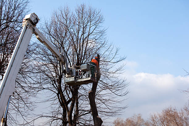 Best Root Management and Removal  in Overland, MO