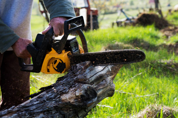 Best Arborist Consultation Services  in Overland, MO